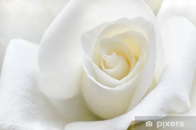 Fotobehang Zachte Witte Roos