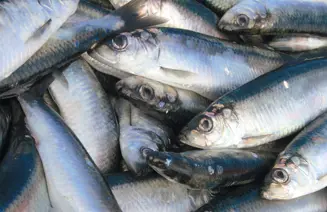 Haasnoot Haring 72Dpi Web