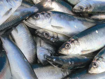 Haasnoot Haring 72Dpi Web