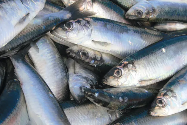 Haasnoot Haring 72Dpi Web