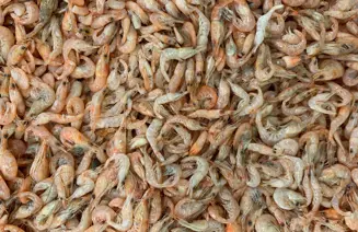 GOOGLE Hollandse Garnaal